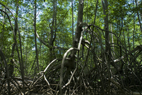 Damas Mangroves